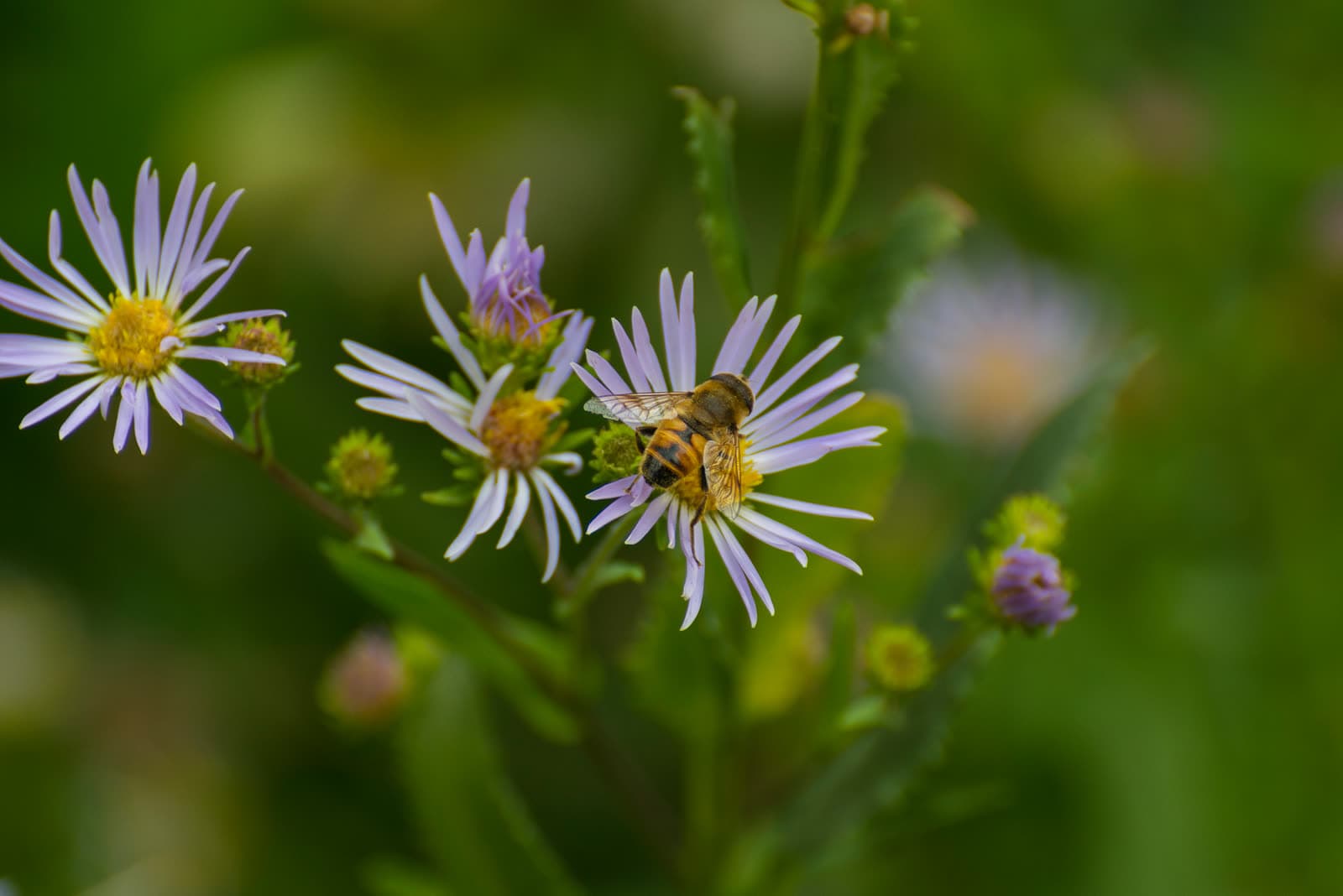 Portfolio photograph 35
